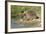 Hedgehog About To Feed On Snail (Erinaceus Europaeus) Germany-Dietmar Nill-Framed Photographic Print