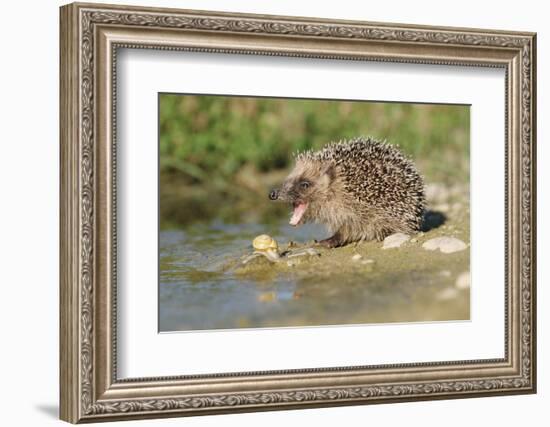 Hedgehog About To Feed On Snail (Erinaceus Europaeus) Germany-Dietmar Nill-Framed Photographic Print