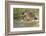 Hedgehog About To Feed On Snail (Erinaceus Europaeus) Germany-Dietmar Nill-Framed Photographic Print