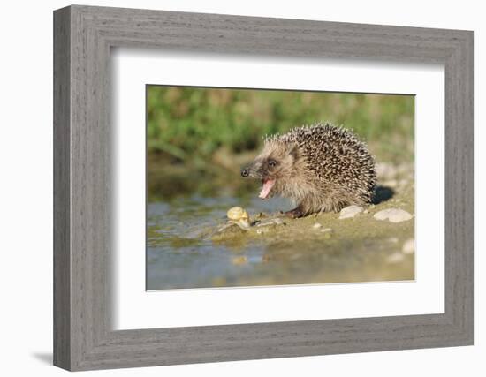 Hedgehog About To Feed On Snail (Erinaceus Europaeus) Germany-Dietmar Nill-Framed Photographic Print