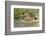 Hedgehog About To Feed On Snail (Erinaceus Europaeus) Germany-Dietmar Nill-Framed Photographic Print