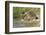 Hedgehog About To Feed On Snail (Erinaceus Europaeus) Germany-Dietmar Nill-Framed Photographic Print