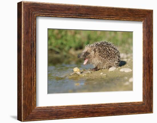 Hedgehog About To Feed On Snail (Erinaceus Europaeus) Germany-Dietmar Nill-Framed Photographic Print