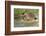 Hedgehog About To Feed On Snail (Erinaceus Europaeus) Germany-Dietmar Nill-Framed Photographic Print