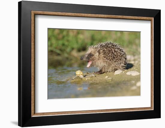 Hedgehog About To Feed On Snail (Erinaceus Europaeus) Germany-Dietmar Nill-Framed Photographic Print