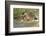 Hedgehog About To Feed On Snail (Erinaceus Europaeus) Germany-Dietmar Nill-Framed Photographic Print