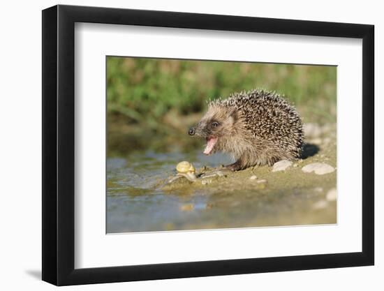 Hedgehog About To Feed On Snail (Erinaceus Europaeus) Germany-Dietmar Nill-Framed Photographic Print