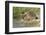 Hedgehog About To Feed On Snail (Erinaceus Europaeus) Germany-Dietmar Nill-Framed Photographic Print