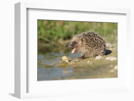 Hedgehog About To Feed On Snail (Erinaceus Europaeus) Germany-Dietmar Nill-Framed Photographic Print