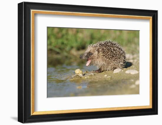 Hedgehog About To Feed On Snail (Erinaceus Europaeus) Germany-Dietmar Nill-Framed Photographic Print