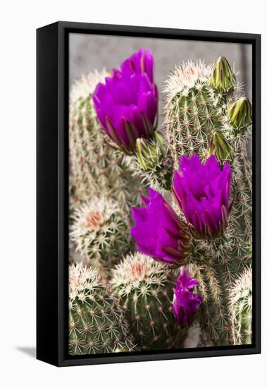 Hedgehog Cactus, Arizona-Sonora Desert Museum, Tucson, Arizona, USA-Jamie & Judy Wild-Framed Premier Image Canvas