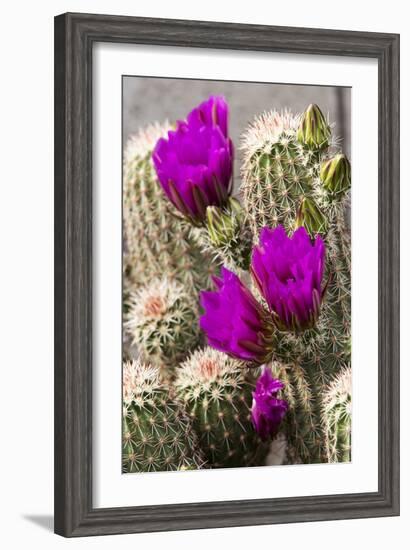 Hedgehog Cactus, Arizona-Sonora Desert Museum, Tucson, Arizona, USA-Jamie & Judy Wild-Framed Photographic Print