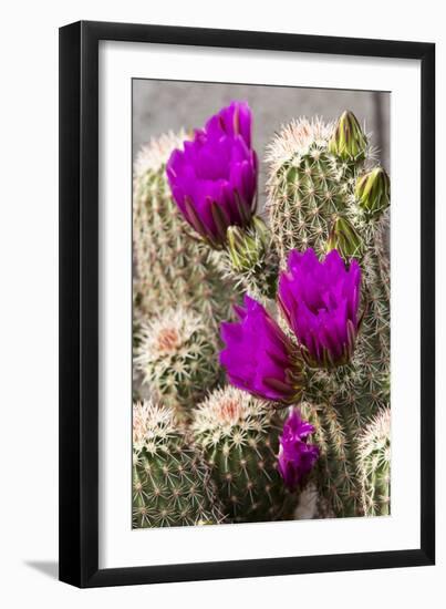 Hedgehog Cactus, Arizona-Sonora Desert Museum, Tucson, Arizona, USA-Jamie & Judy Wild-Framed Photographic Print