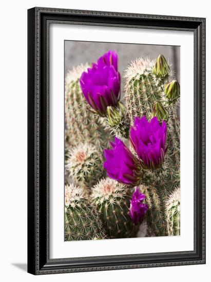 Hedgehog Cactus, Arizona-Sonora Desert Museum, Tucson, Arizona, USA-Jamie & Judy Wild-Framed Photographic Print