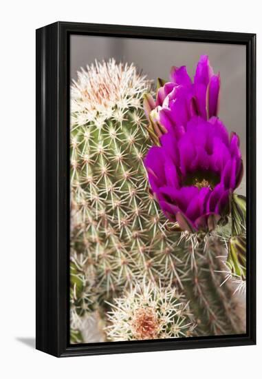 Hedgehog Cactus, Arizona-Sonora Desert Museum, Tucson, Arizona, USA-Jamie & Judy Wild-Framed Premier Image Canvas