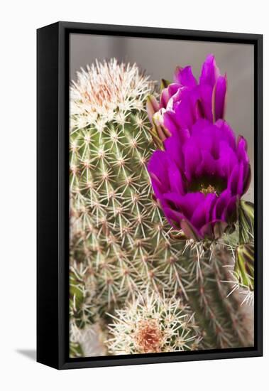 Hedgehog Cactus, Arizona-Sonora Desert Museum, Tucson, Arizona, USA-Jamie & Judy Wild-Framed Premier Image Canvas