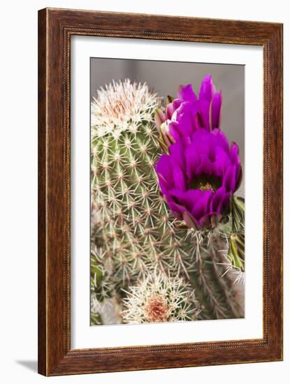 Hedgehog Cactus, Arizona-Sonora Desert Museum, Tucson, Arizona, USA-Jamie & Judy Wild-Framed Photographic Print