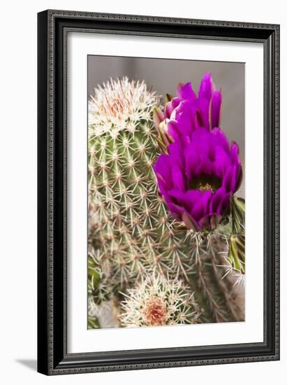 Hedgehog Cactus, Arizona-Sonora Desert Museum, Tucson, Arizona, USA-Jamie & Judy Wild-Framed Photographic Print