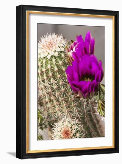 Hedgehog Cactus, Arizona-Sonora Desert Museum, Tucson, Arizona, USA-Jamie & Judy Wild-Framed Photographic Print