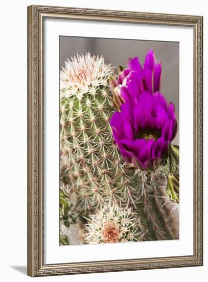 Hedgehog Cactus, Arizona-Sonora Desert Museum, Tucson, Arizona, USA-Jamie & Judy Wild-Framed Photographic Print