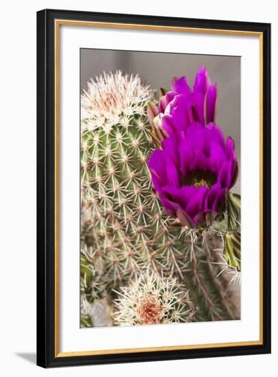 Hedgehog Cactus, Arizona-Sonora Desert Museum, Tucson, Arizona, USA-Jamie & Judy Wild-Framed Photographic Print