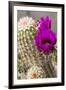 Hedgehog Cactus, Arizona-Sonora Desert Museum, Tucson, Arizona, USA-Jamie & Judy Wild-Framed Photographic Print