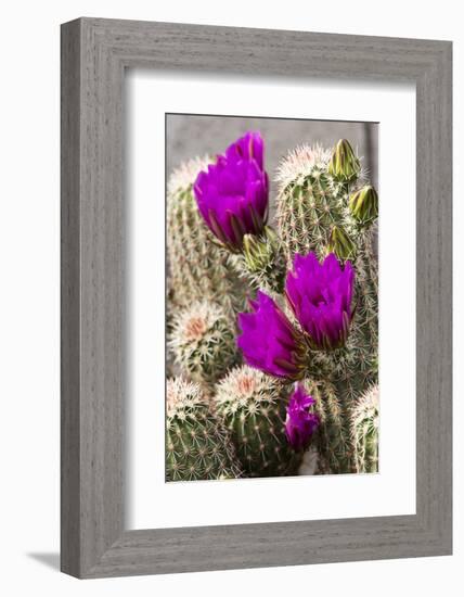 Hedgehog Cactus, Arizona-Sonora Desert Museum, Tucson, Arizona, USA-Jamie & Judy Wild-Framed Photographic Print