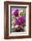 Hedgehog Cactus, Arizona-Sonora Desert Museum, Tucson, Arizona, USA-Jamie & Judy Wild-Framed Photographic Print