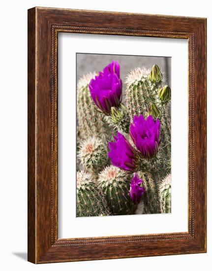 Hedgehog Cactus, Arizona-Sonora Desert Museum, Tucson, Arizona, USA-Jamie & Judy Wild-Framed Photographic Print