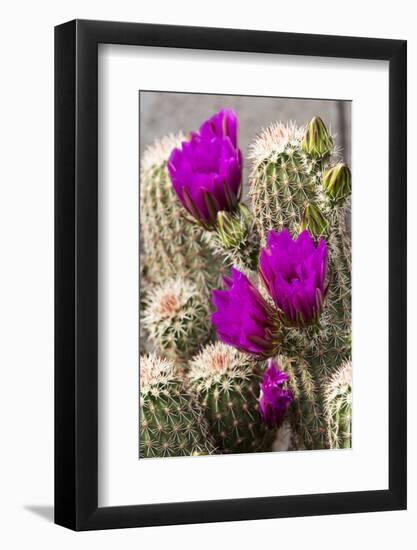 Hedgehog Cactus, Arizona-Sonora Desert Museum, Tucson, Arizona, USA-Jamie & Judy Wild-Framed Photographic Print