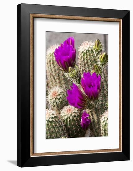 Hedgehog Cactus, Arizona-Sonora Desert Museum, Tucson, Arizona, USA-Jamie & Judy Wild-Framed Photographic Print