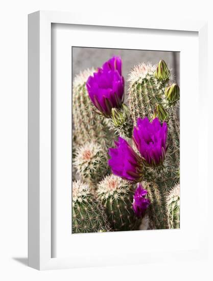 Hedgehog Cactus, Arizona-Sonora Desert Museum, Tucson, Arizona, USA-Jamie & Judy Wild-Framed Photographic Print