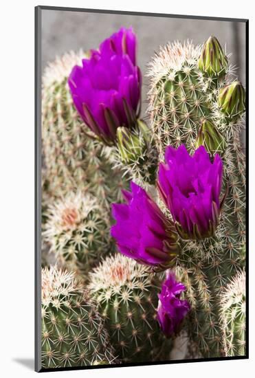 Hedgehog Cactus, Arizona-Sonora Desert Museum, Tucson, Arizona, USA-Jamie & Judy Wild-Mounted Photographic Print