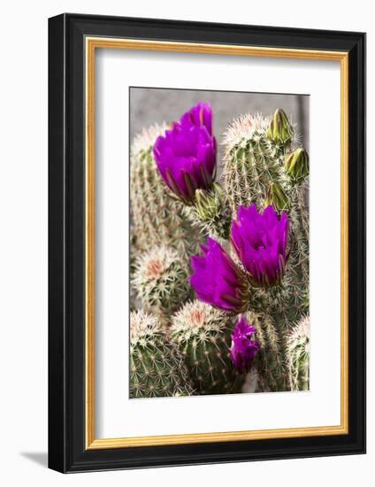 Hedgehog Cactus, Arizona-Sonora Desert Museum, Tucson, Arizona, USA-Jamie & Judy Wild-Framed Photographic Print