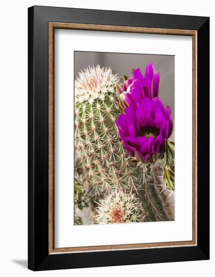 Hedgehog Cactus, Arizona-Sonora Desert Museum, Tucson, Arizona, USA-Jamie & Judy Wild-Framed Photographic Print