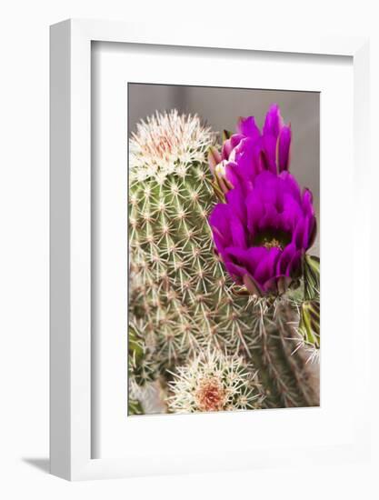 Hedgehog Cactus, Arizona-Sonora Desert Museum, Tucson, Arizona, USA-Jamie & Judy Wild-Framed Photographic Print