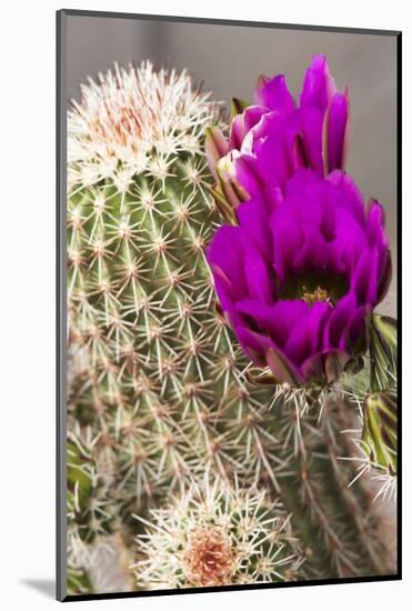 Hedgehog Cactus, Arizona-Sonora Desert Museum, Tucson, Arizona, USA-Jamie & Judy Wild-Mounted Photographic Print