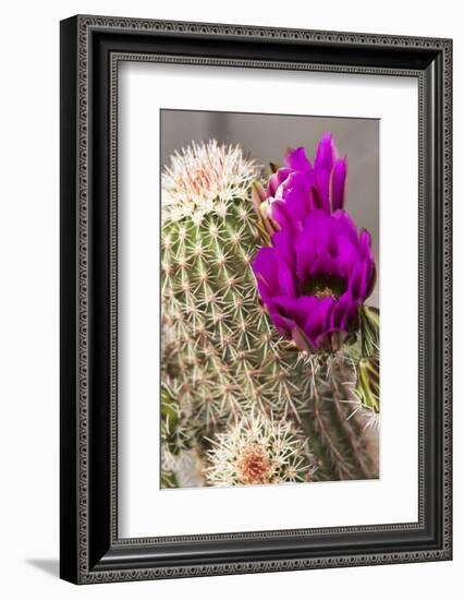 Hedgehog Cactus, Arizona-Sonora Desert Museum, Tucson, Arizona, USA-Jamie & Judy Wild-Framed Photographic Print