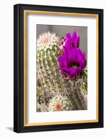 Hedgehog Cactus, Arizona-Sonora Desert Museum, Tucson, Arizona, USA-Jamie & Judy Wild-Framed Photographic Print