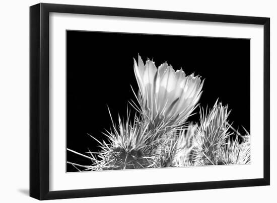 Hedgehog Cactus Flower BW-Douglas Taylor-Framed Photographic Print