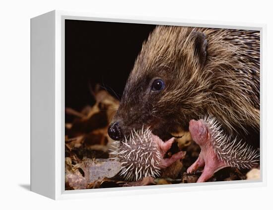 Hedgehog Carrying Newborn to New Nest (Erinaceus Europaeus), UK-Jane Burton-Framed Premier Image Canvas