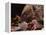 Hedgehog Carrying Newborn to New Nest (Erinaceus Europaeus), UK-Jane Burton-Framed Premier Image Canvas