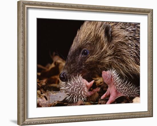 Hedgehog Carrying Newborn to New Nest (Erinaceus Europaeus), UK-Jane Burton-Framed Photographic Print