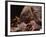 Hedgehog Carrying Newborn to New Nest (Erinaceus Europaeus), UK-Jane Burton-Framed Photographic Print