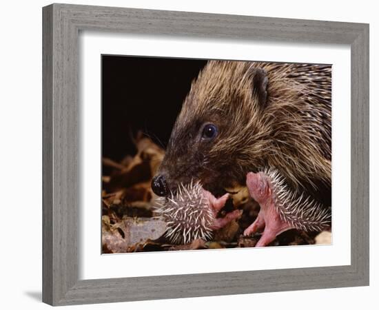 Hedgehog Carrying Newborn to New Nest (Erinaceus Europaeus), UK-Jane Burton-Framed Photographic Print