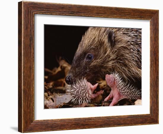 Hedgehog Carrying Newborn to New Nest (Erinaceus Europaeus), UK-Jane Burton-Framed Photographic Print