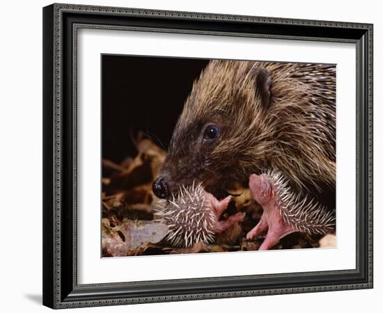 Hedgehog Carrying Newborn to New Nest (Erinaceus Europaeus), UK-Jane Burton-Framed Photographic Print