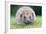 Hedgehog Close-Up from Front-null-Framed Photographic Print