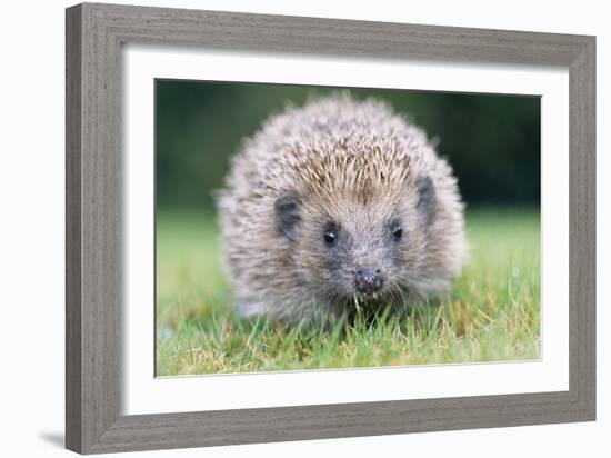 Hedgehog Close-Up from Front-null-Framed Photographic Print