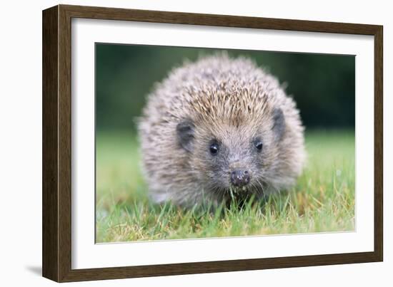 Hedgehog Close-Up from Front-null-Framed Photographic Print